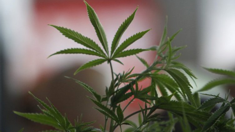 Депутатският син с тревата нямал общо с нея