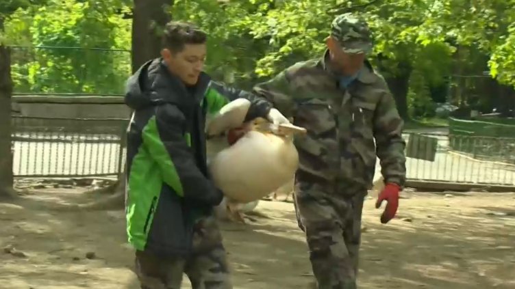 Втори розов пеликан спасиха ветеринари от варненския Зоокът. Птицата е женска