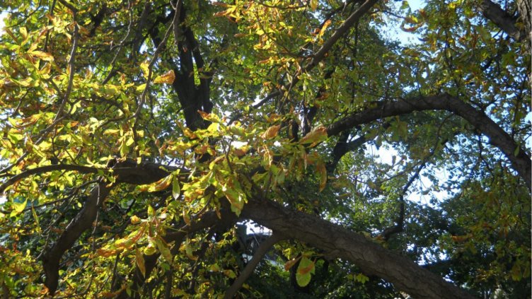 Започват обработки против кестеновия молец