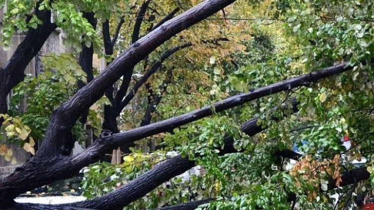 Държавните предприятия в готовност за почистване на пътища от паднали дървета