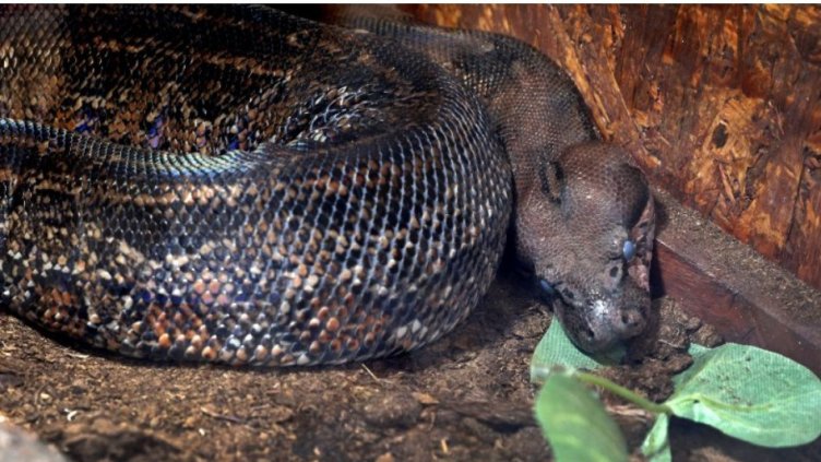 Над 40 екзотични животни на изложба във Варна