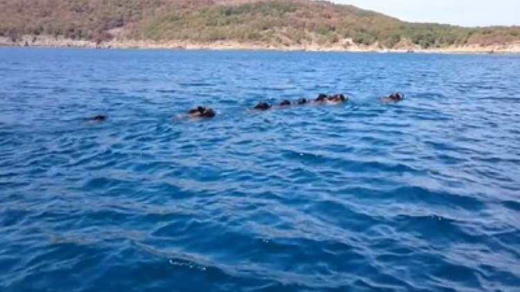 Стадо от 10 диви прасета плува в Черно море (Видео)