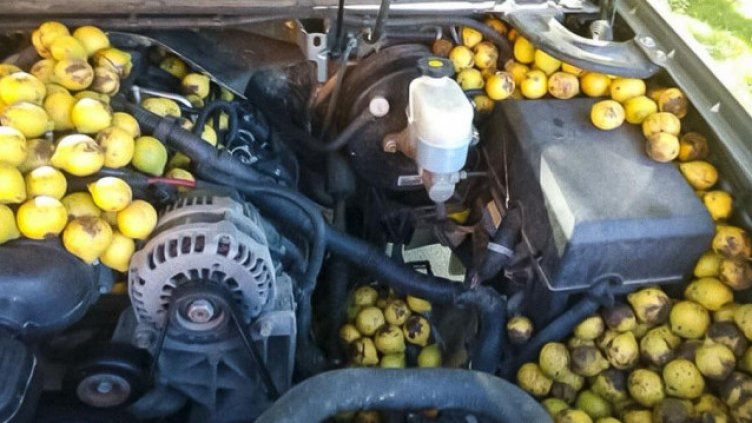 Цели 70 кила орехи под капака на... "Chevrolet"-а. Катериче дело е! (СНИМКИ)