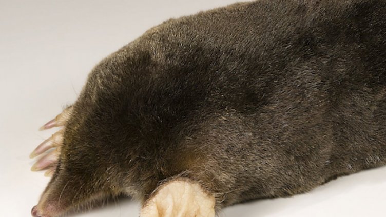 Български учени откриха нов вид бозайник