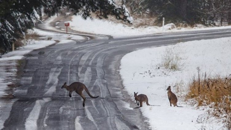 В Австралия заваля сняг