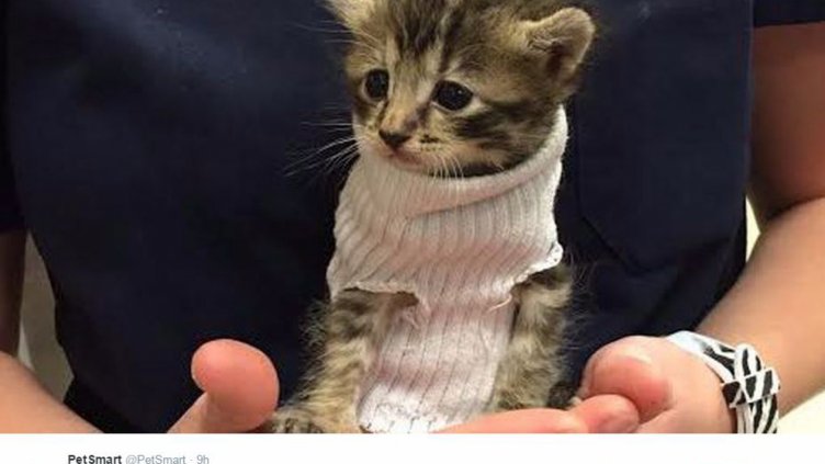 Коте, оцеляло при урагана Матю, разтопи сърцата на хиляди