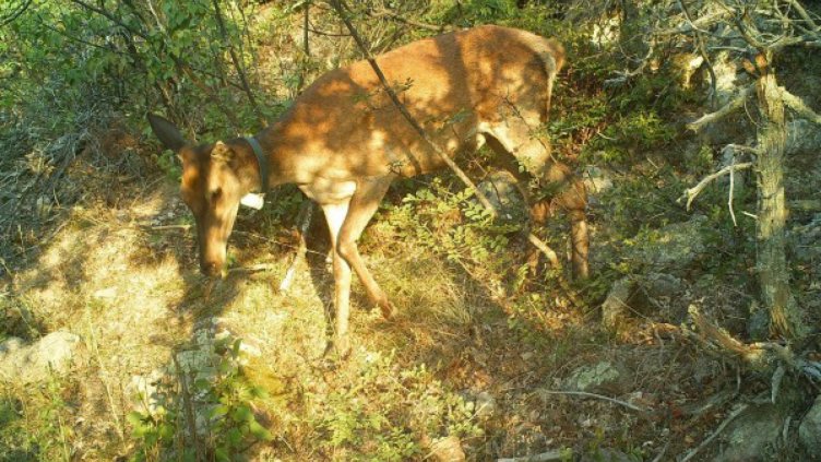 Снимка: По-диви Родопи  