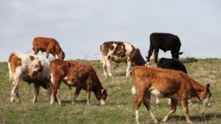 Откриха второ огнище на нодуларен дерматит в Ловешко