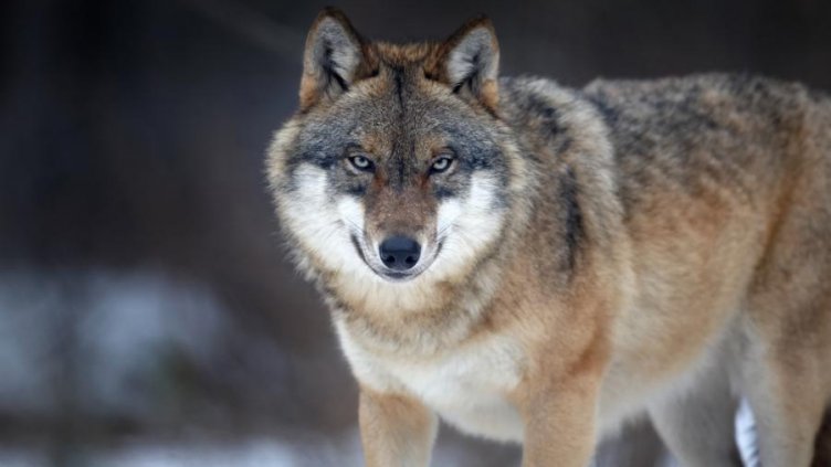 Вълк нападна шестгодишно дете, завлече го в гора