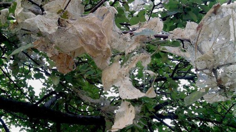 Бяла американска пеперуда атакува дръвчетата във Варненско