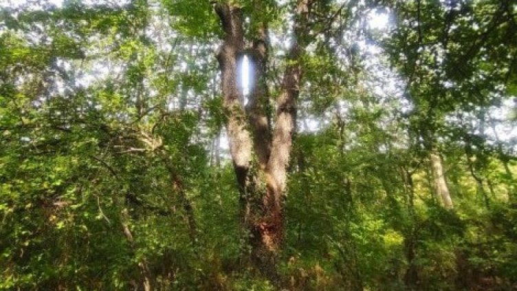 Екоминистерство обяви вековен цер във Варненско за защитен