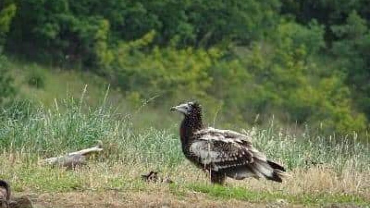 Търсят доброволци да пазаят гнездата  на египетските лешояди