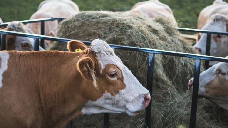 Фермер уби работник заради крава