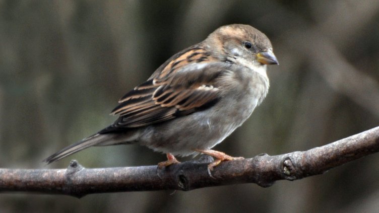Пестициди убиват врабчетата и враните