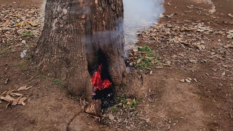 Тийнейджъри подпалиха дърво с пиратки