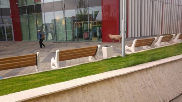 Прасе се разходи пред столичен мол