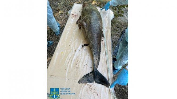 Екоцид: Мор на делфини! Украйна разследва Русия, пита ни колко случая имаме