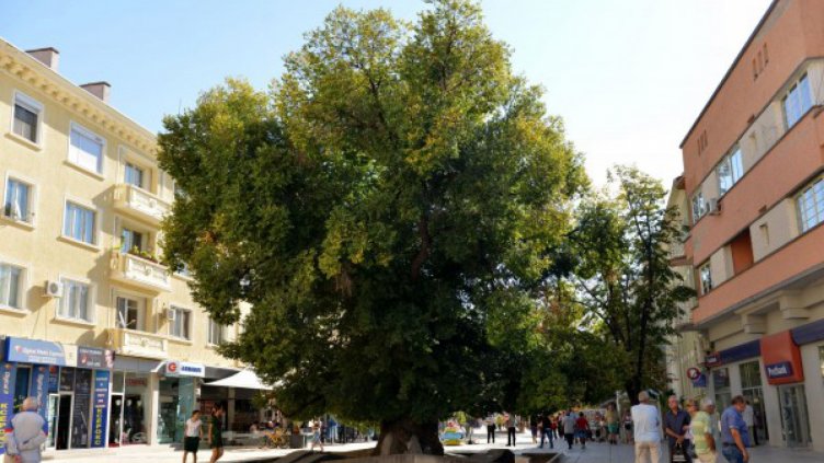 Старият бряст в Сливен е носител на приза „Европейско дърво на годината 2014“