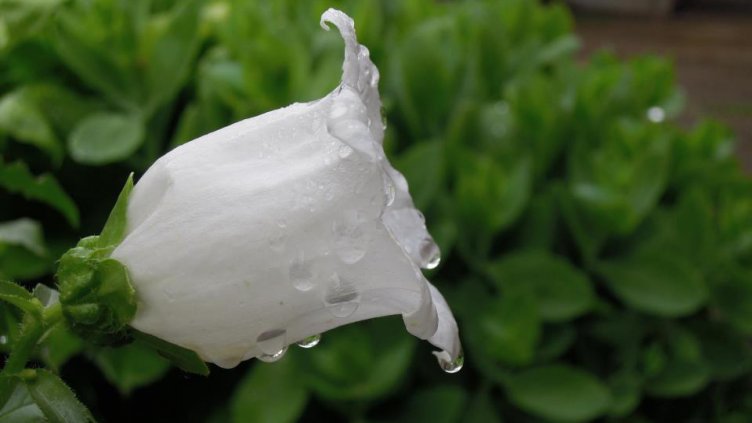 Снимка Полина Петрова