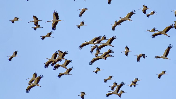 Отива си лятото, идва есента: Първите щъркели поеха на юг