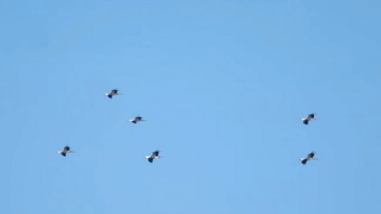 Първите щъркели вече са тук (ВИДЕО)