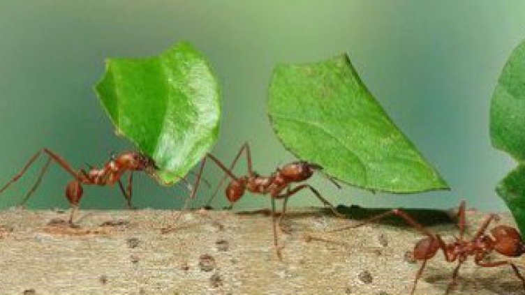 Снимка: Highviewart