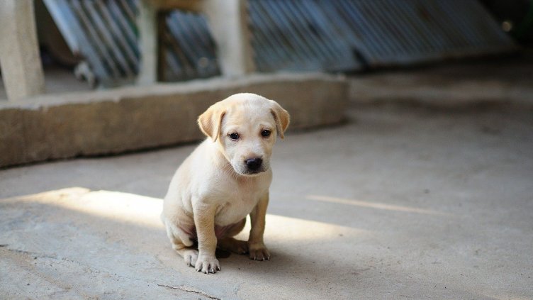 Издирват кой обеси малко куче в дере 