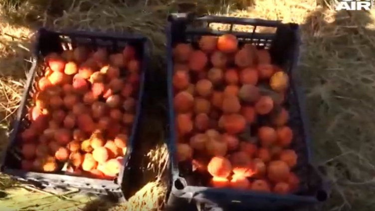 Реколта - 6 щайги кайсии от 18 дка градина в Силистренско