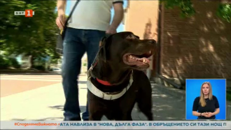 Не допуснаха куче водач в наш храм