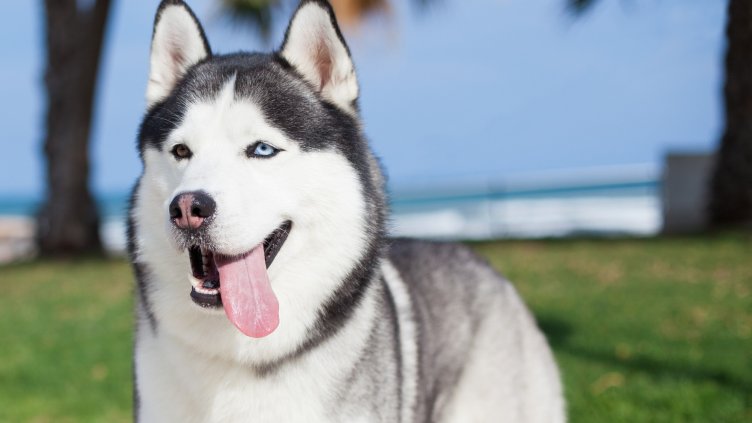 Убийство на куче предизвика отлив на туристи в зимен курорт