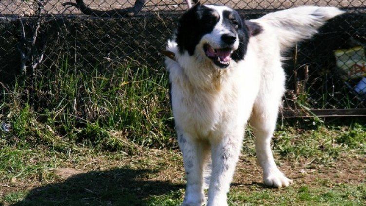 Разярена каракачанка наръфа петокласник