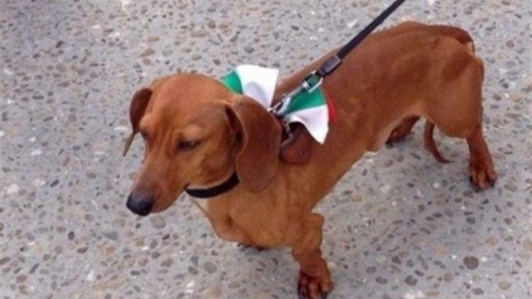 Изчезна дакелът на варненските протести