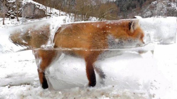 Снимки Twitter