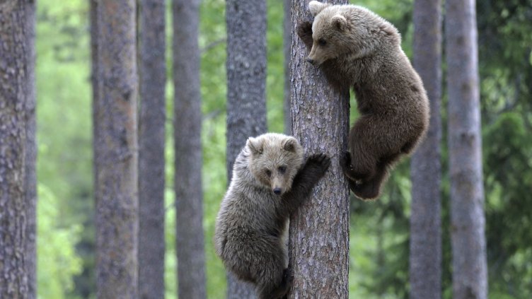 Мечка и малките й изумиха туристи в Сливенския балкан