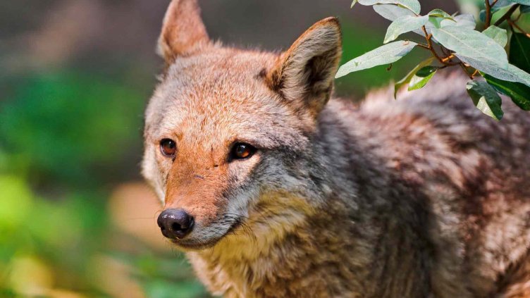 Койот изненада полицаи