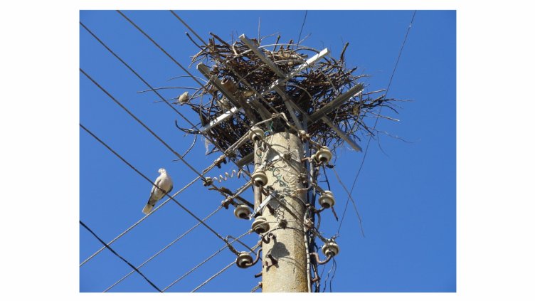 Обезопасиха гнездо на щъркели в с. Брестак край Варна