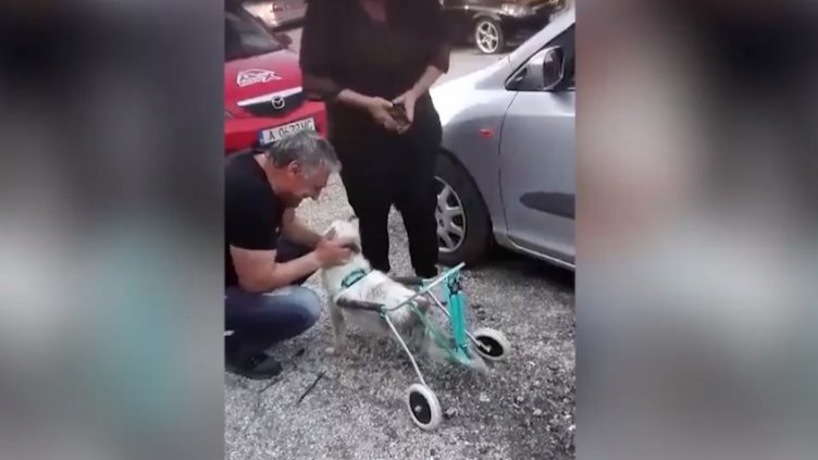 Наградиха българин, който изработва протези за осакатени животни