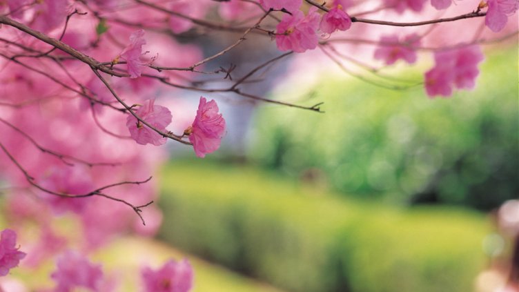 Народът нарича Благовещение „половин Великден“