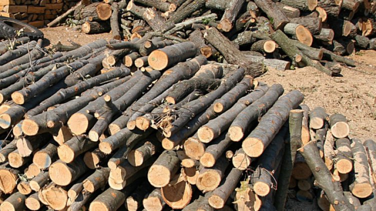 Снимка Пламен Гутинов