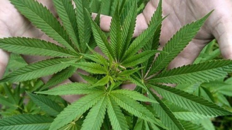 С лечебна цел: Родители на деца с епилепсия поискаха легализиране на марихуаната