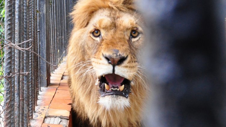 Торта от месо за рождения ден на лъва Симба