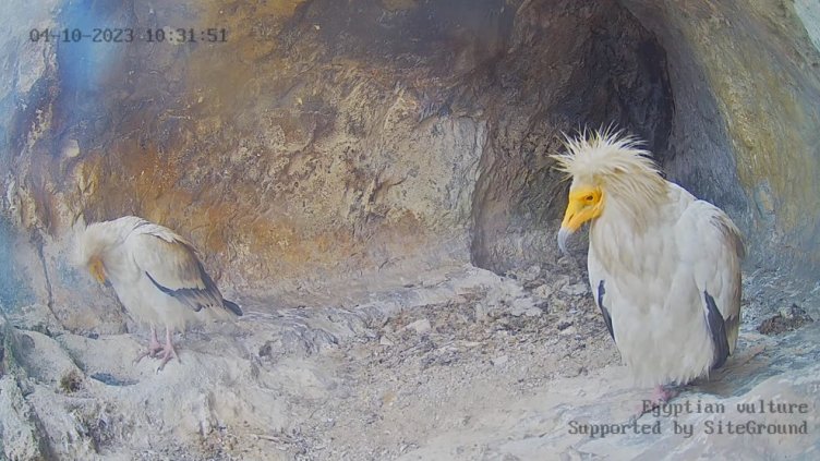 Египетските лешояди се завърнаха в Провадия