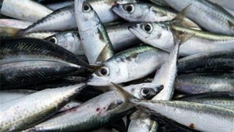 НАП откри нарушения при търговци на риба