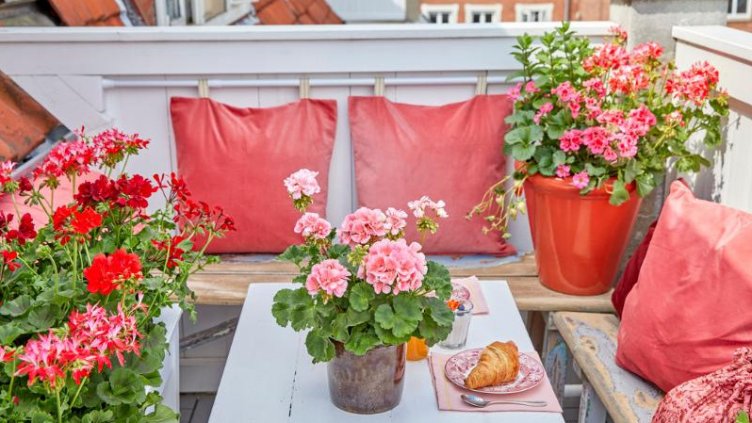 Как да се грижим за мушкатото в дъждовно време