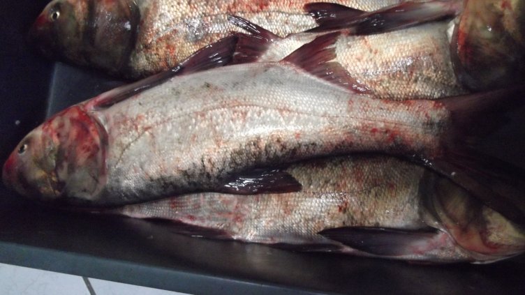 Унищожават над 200 кг риба без документи