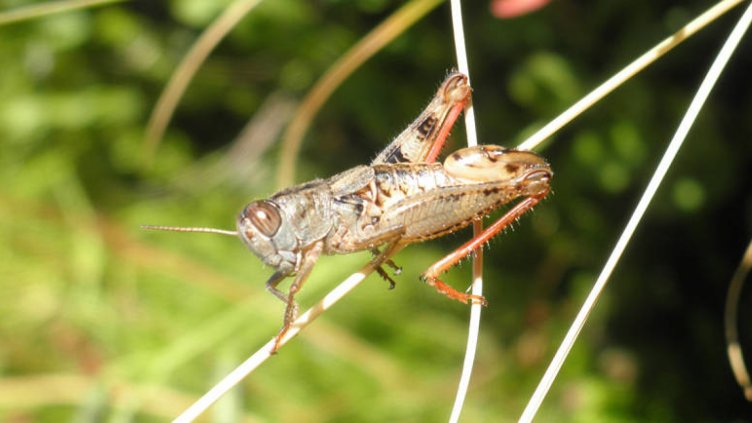 Мрежата Натура 2000 ще се управлява с регионални планове