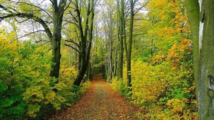 Организират обучение, свързано с дейностите по опазване на горите 