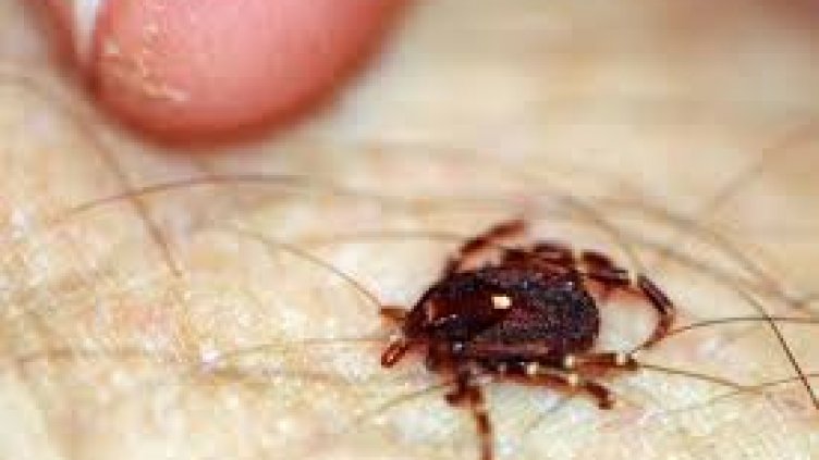 Нови трима пипнаха лаймска болест
