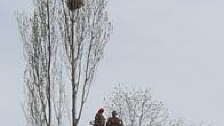 Режат опасни дървета по "ул. Девня"