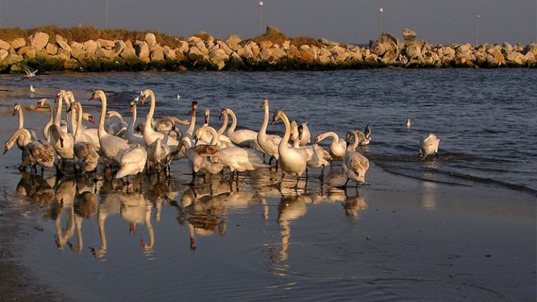 снимка: Ели Маринова